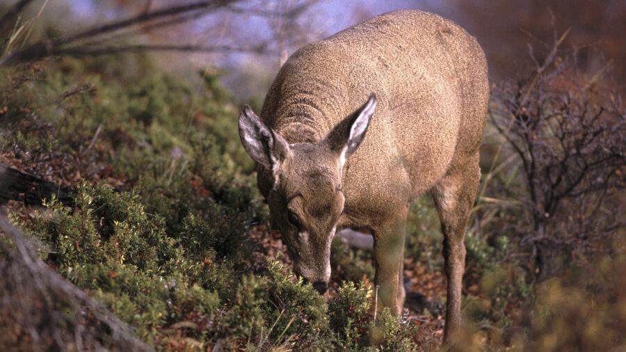 Especialistas en biodiversidad y conservación alertan sobre el ingreso de tres huemules de Chile (Foto / Prensa Conicet)