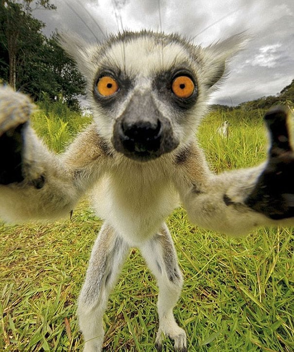 Las mejores selfies de animales. (Foto: Twitter)