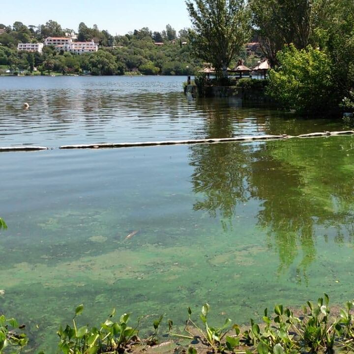 Camalotes en el sector de El Bajo y en el Puente de Piedra en barrio Costa Azul.