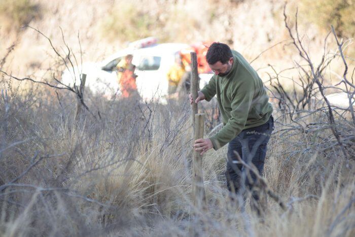 Comenzaron a plantar jarilla en el cerro Arco para recuperar la biodiversidad.