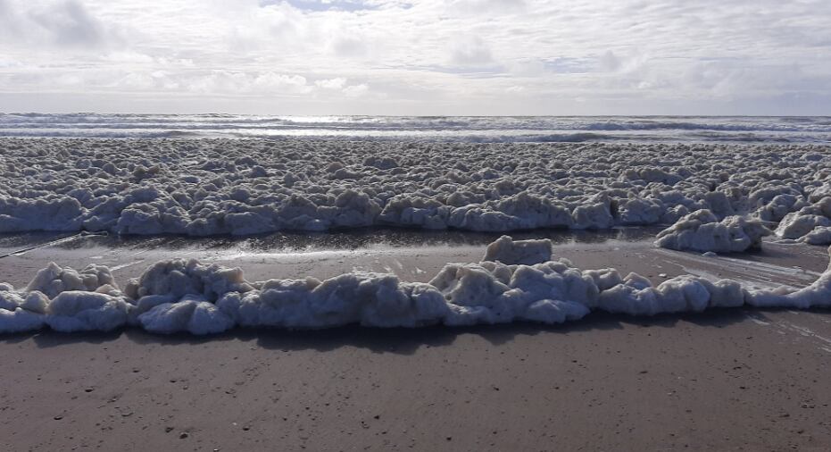 Espuma marítima en Punta Mogote. 