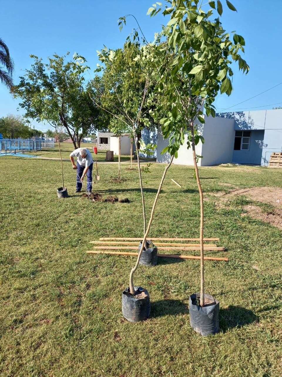 Reforestación en el polideportivo