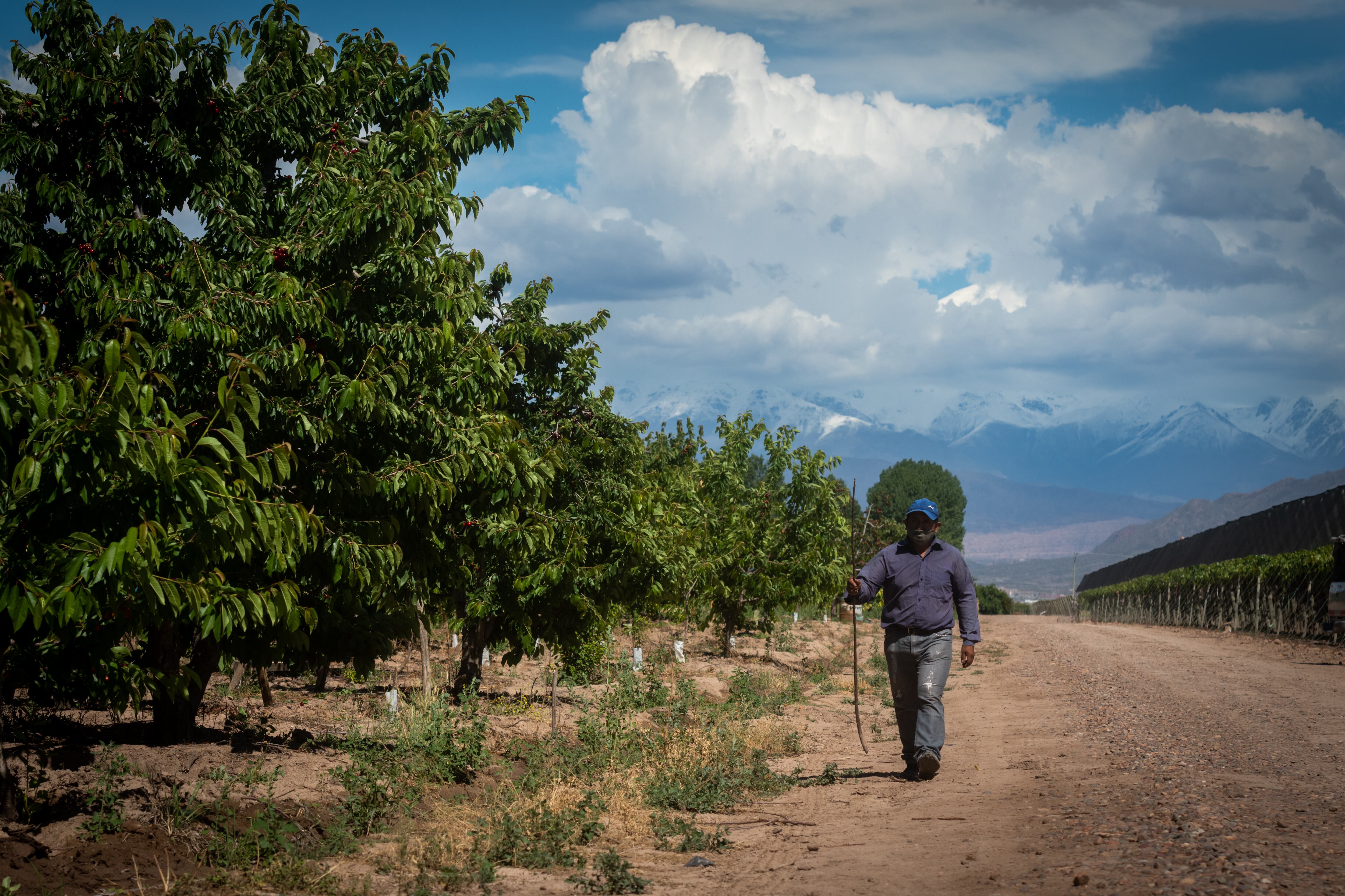 Cosecha, Mendoza.