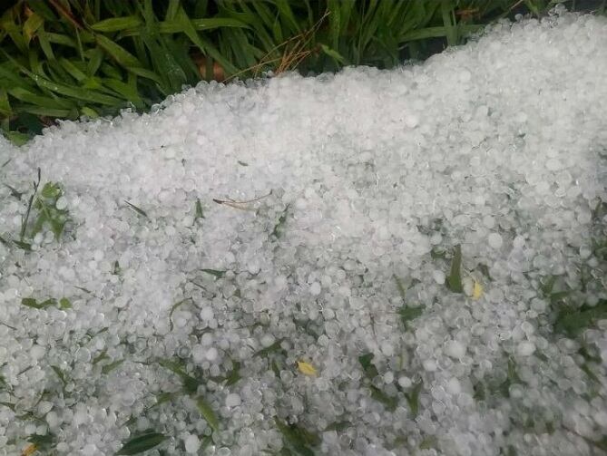 San Vicente: temporal de lluvia, viento y granizo afectó a la producción de tabaco