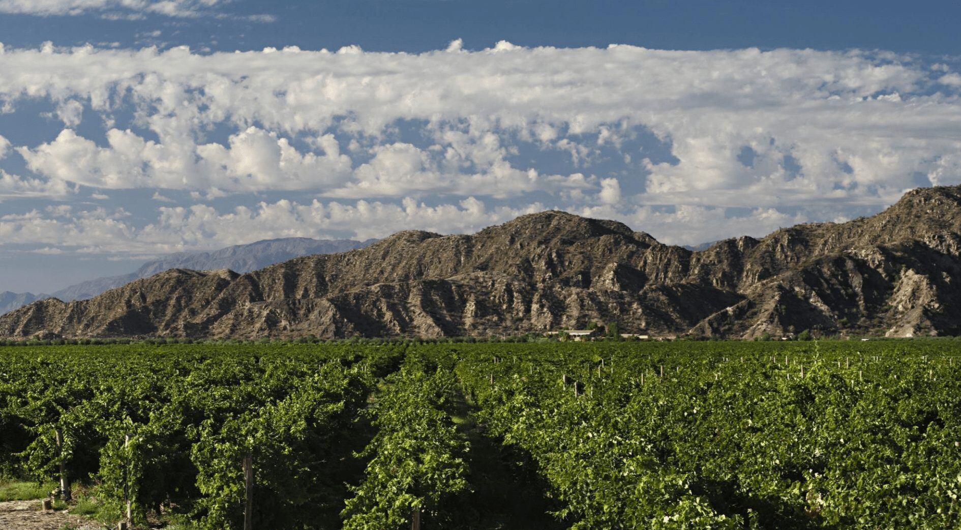 Viñedos en el Valle de Famatina, una postal con un cepaje único en el mundo.