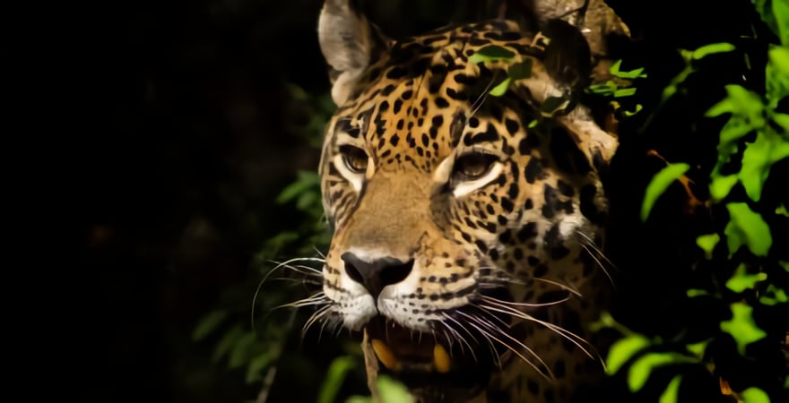 Nacieron dos yaguaretés completamente libres en el Parque Iberá.