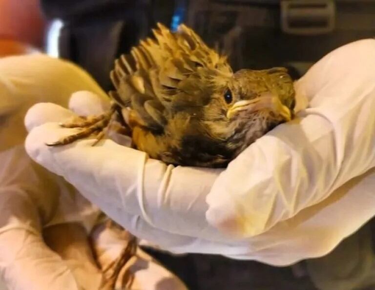 Rescatan en Posadas a varios animales vulnerables tras las inundaciones.