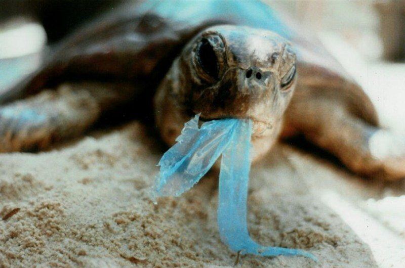 Aguas contaminadas y animales marinos víctimas de la negligencia humana.