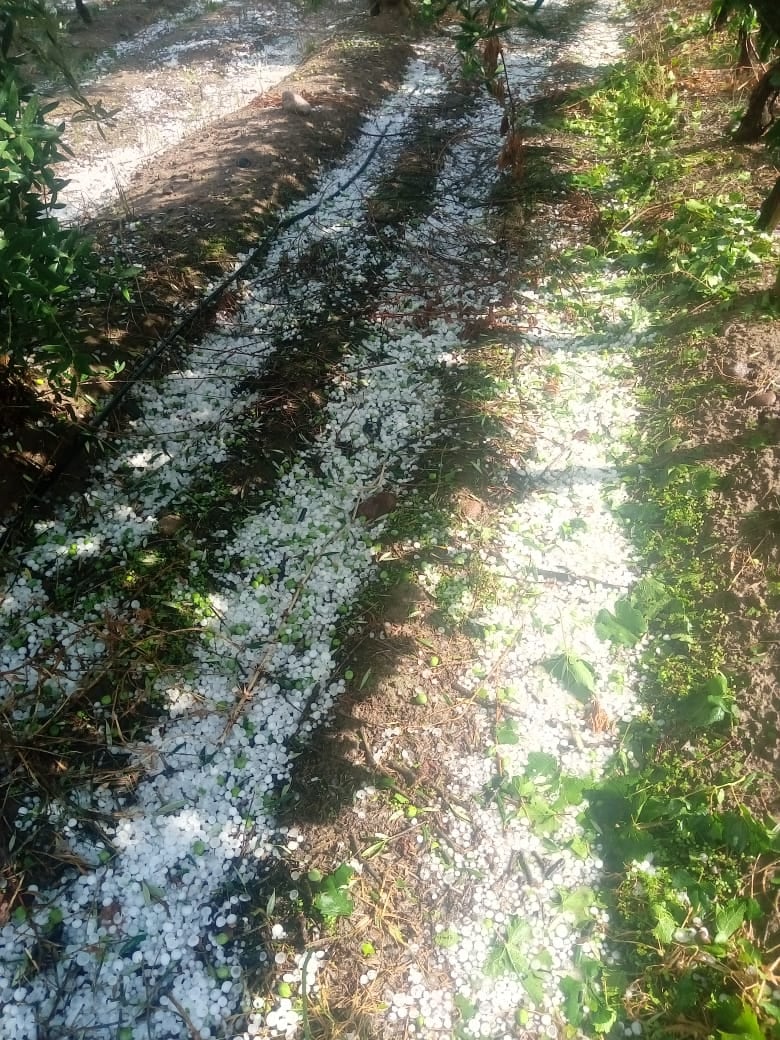 Al ver todo su trabajo destrozado por el granizo, es difícil no sentir desesperanza y decepción.