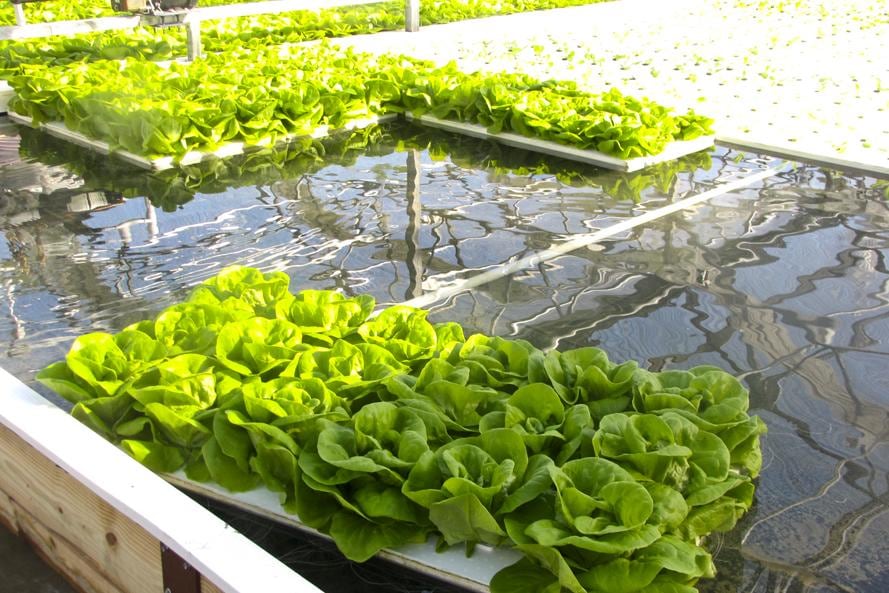 HIDROPONÍA. Genera una mayor eficiencia del agua utilizada, lo que representa un menor consumo de agua por kilogramo de producción obtenida. (Aguas Cordobesas)