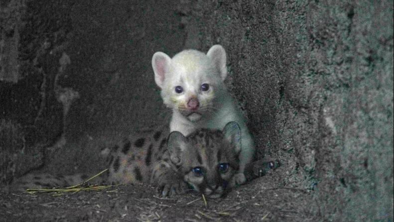 Las espectaculares imágenes del puma albino nacido en Nicaragua