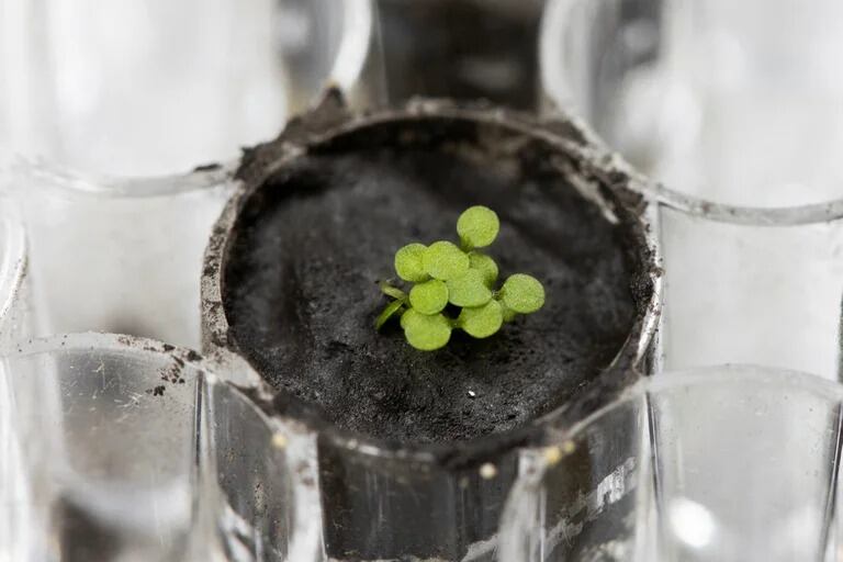 Brotes de Arabidopsis thaliana en tierra lunar