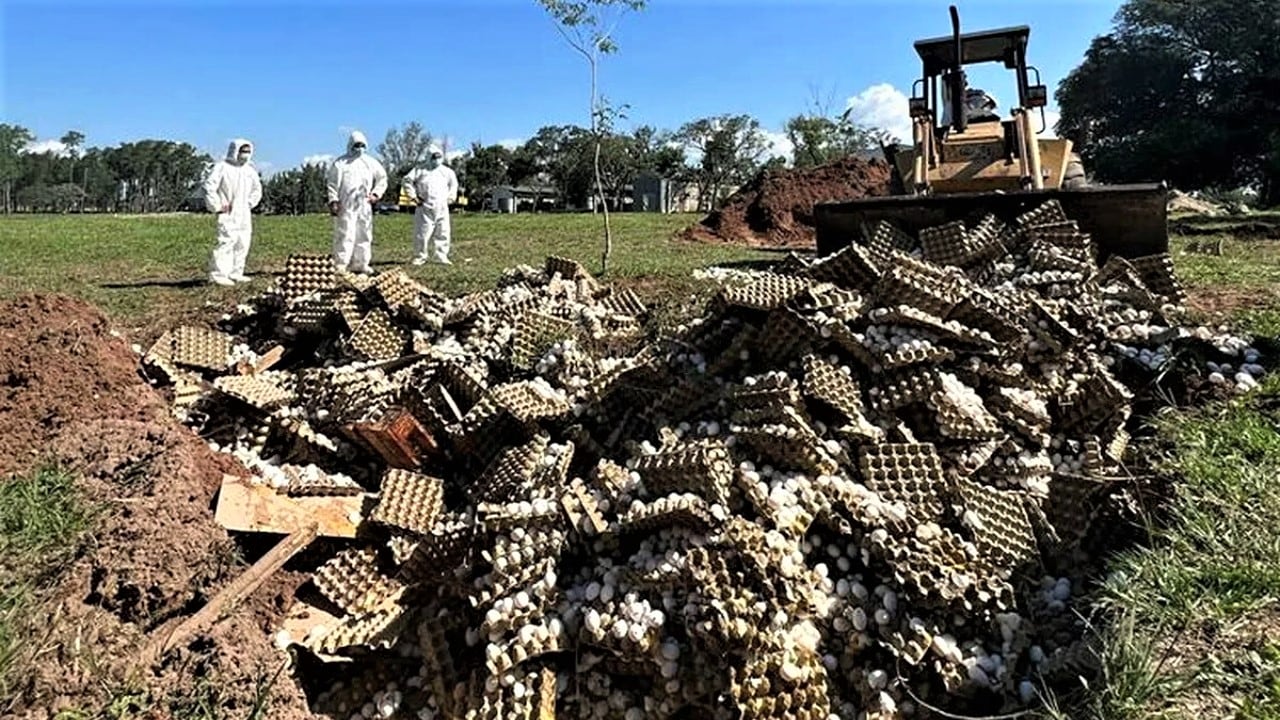 La Avícola Santa Ana habría tenido una pérdida de 7 millones de pesos.