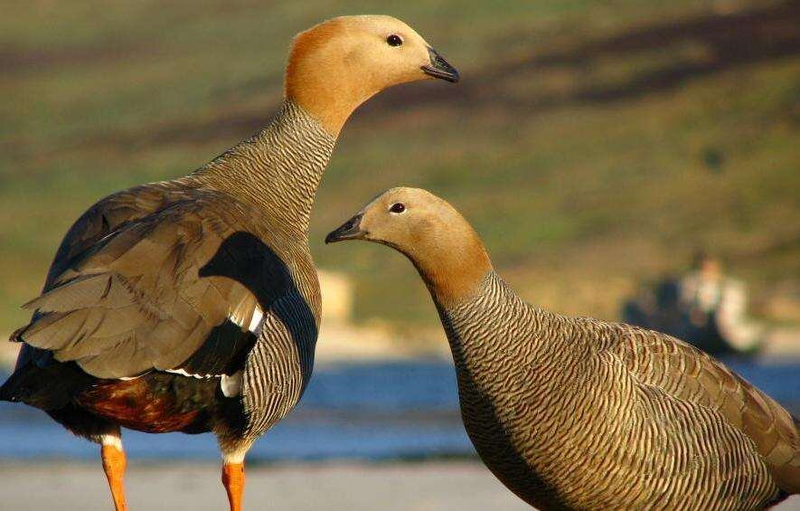 Cauquén colorado. Esta especie se encuentra “En Peligro Crítico de Extinción”.