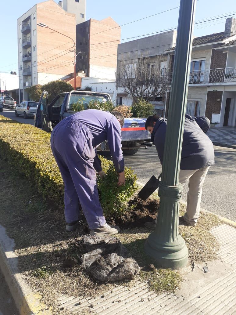 Donación de árboles y trabajos en espacios verdes