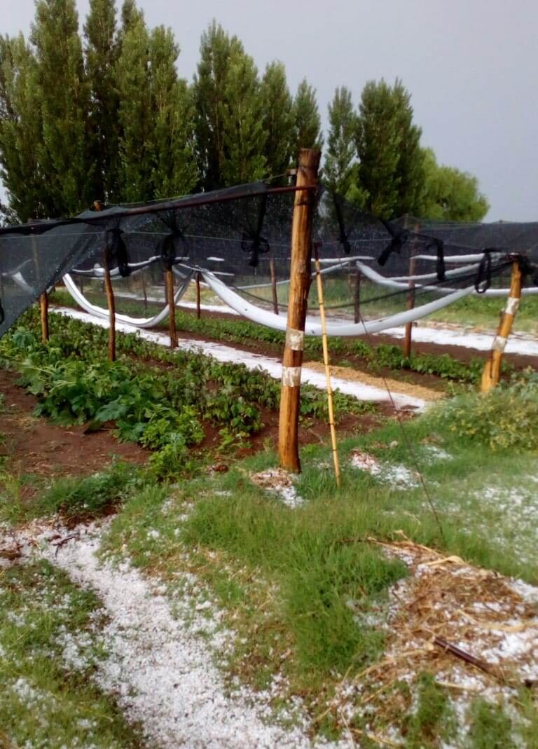 Una tormenta de viento lluvia y granizo afectó distintas zonas de San Rafael. Gentileza  