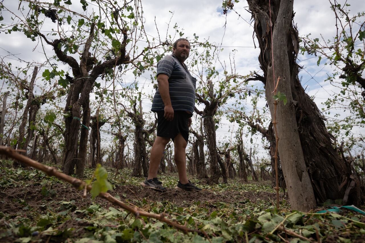 En 20 minutos, productores del Este perdieron cerca del 70% de su cosecha por el granizo.
El distrito de Medrano se llevó la peor parte. La mayoría de las pérdidas son en viñedos, también afectó frutales y chacras con plantaciones de pimientos, tomates y zapallos. 

El contratista Héctor Álvarez recorre sin consuelo el viñedo afectado por granizo.

Foto: Ignacio Blanco / Los Andes 