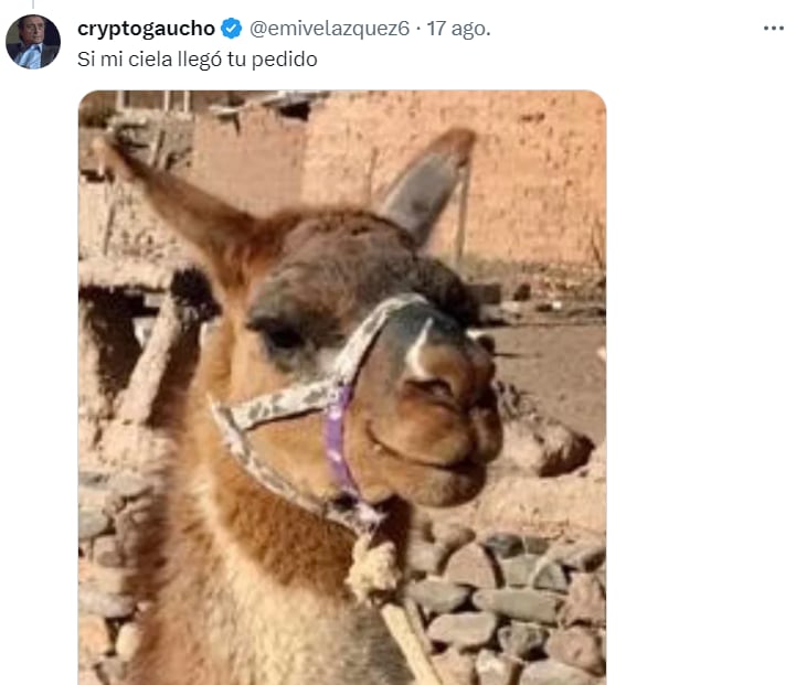 La llama cadete que se hizo viral.