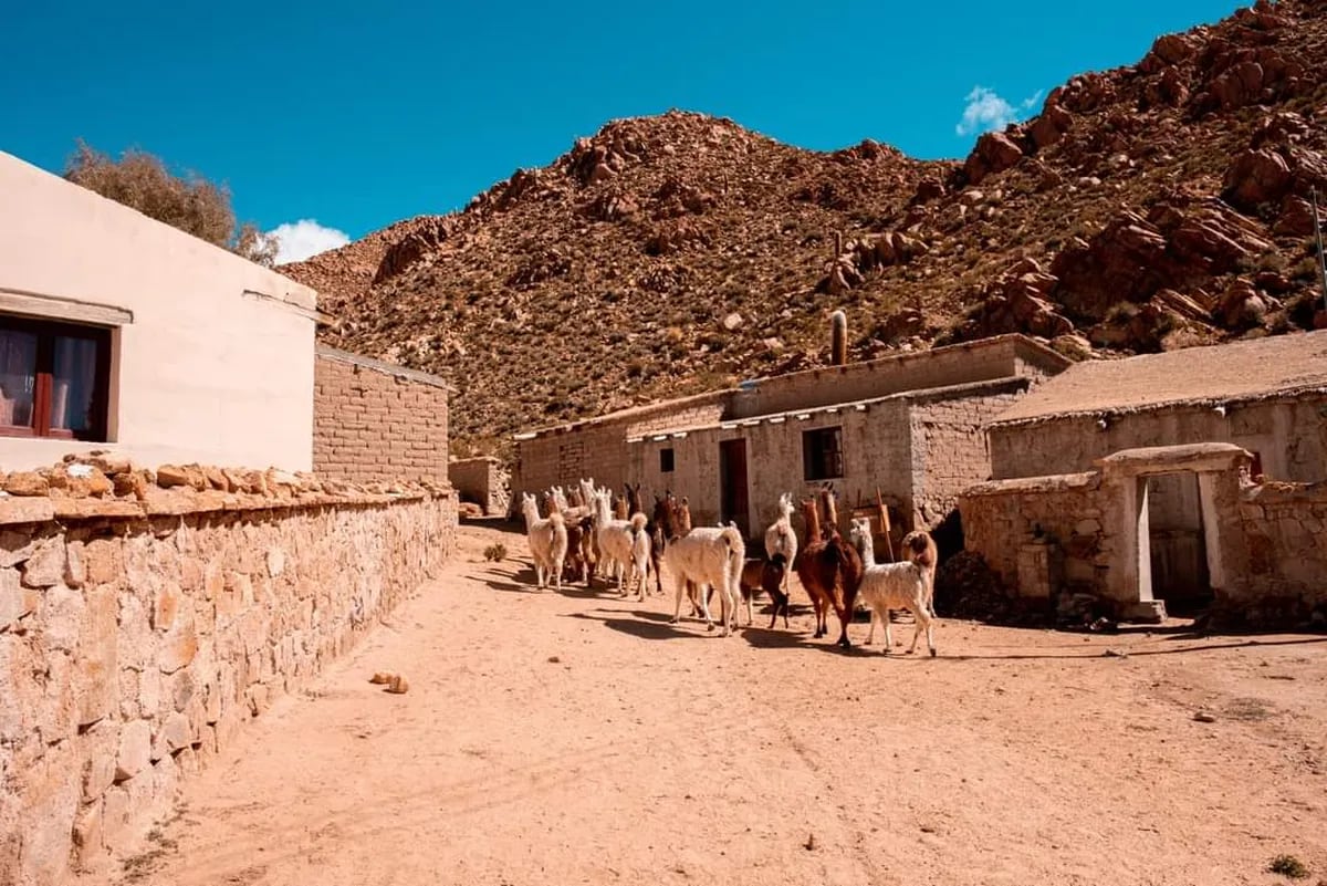 En San Francisco de Alfarcito (Jujuy), sus pobladores aún realizan actividades de campo según el calendario agropastoril y cultural ancestral.