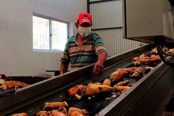 Cooperativa 7 Estrellas en San Pedro: beneficios y balance más que productivo de la plantación.