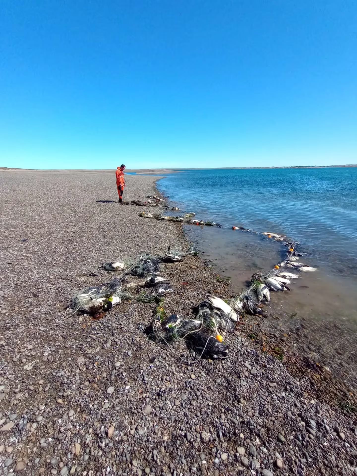 Murieron tras quedar atrapados en redes de pesca ilegales.