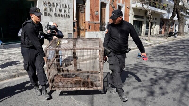 El animal fue trasladado a una dependencia municipal y hay cuatro interesados en adoptarlo