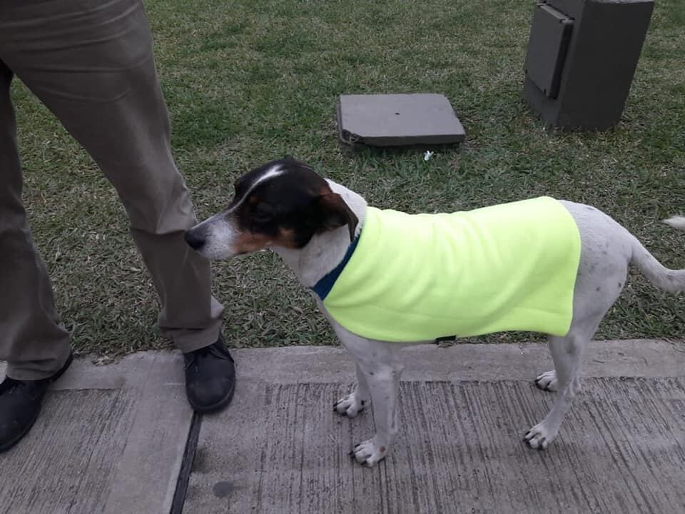 Iniciativa solidaria en Resistencia, Chaco, para perritos callejeros.