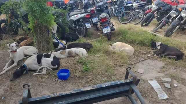 Los galgos presentaban heridas recientes y de vieja data