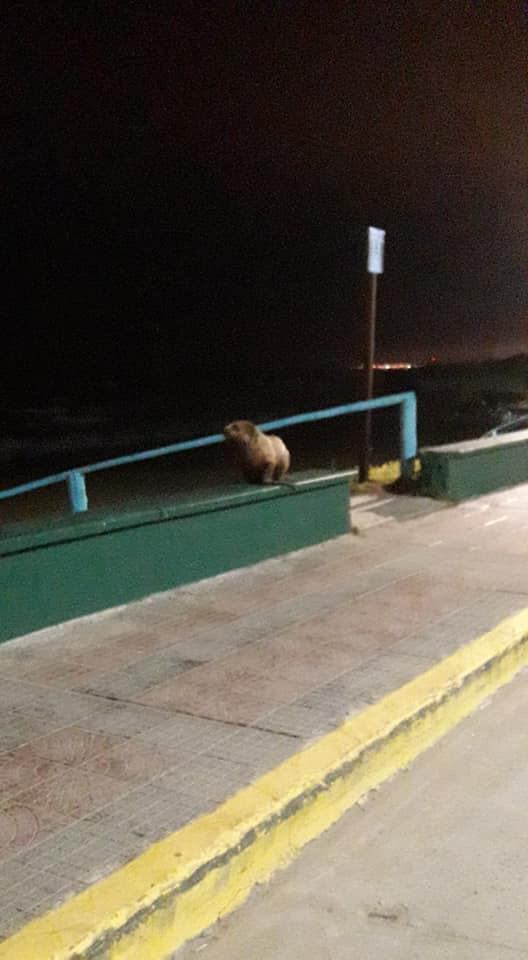 El animal regresó al mar después de unas horas