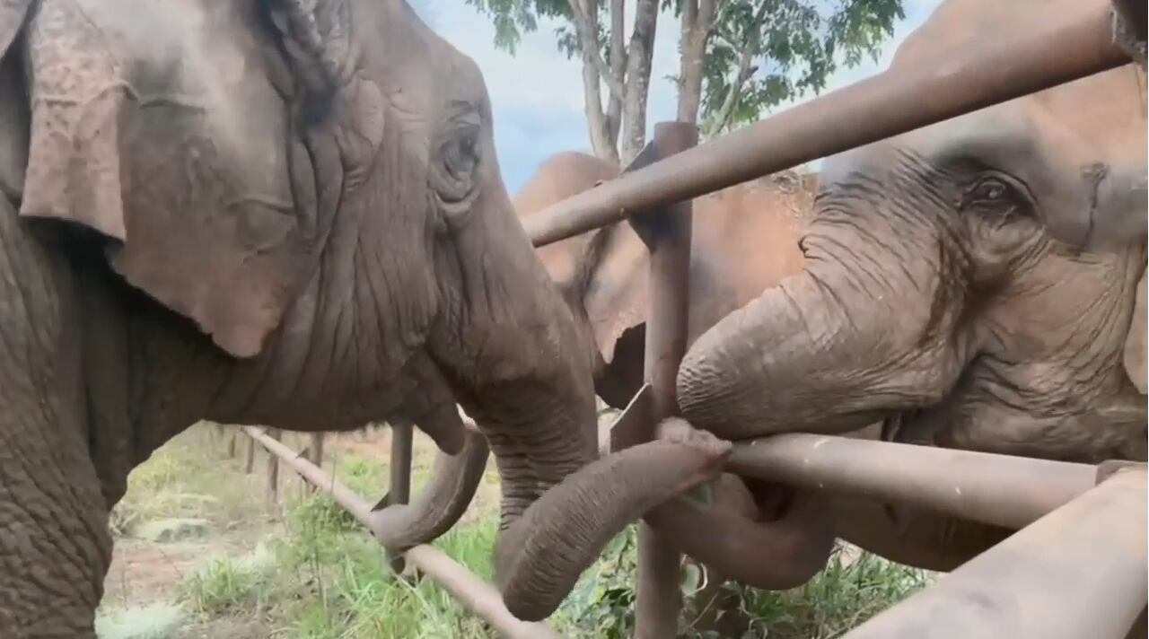 “¡Bienvenidas!”: las elefantas Pocha y Guillermina ya interactuaron con toda la manada en Brasil Foto. Foto: Facebook Global Sanctuary for Elephants