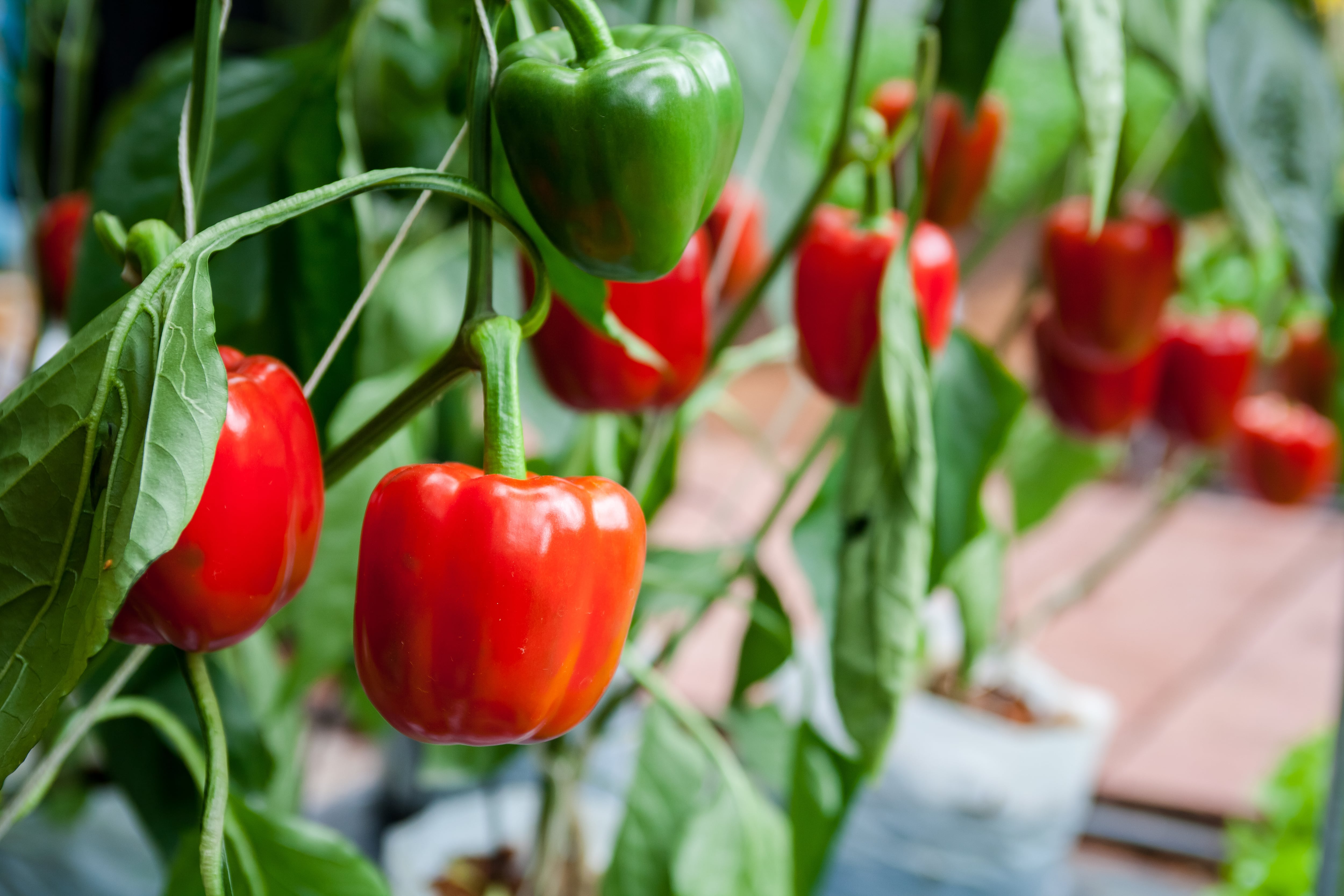 Cuando riegues tus plantas de pimientos, no mojes los frutos ni sus hojas, ya que en esta época están más susceptibles a un hongo llamado “viruela de los pimientos”.