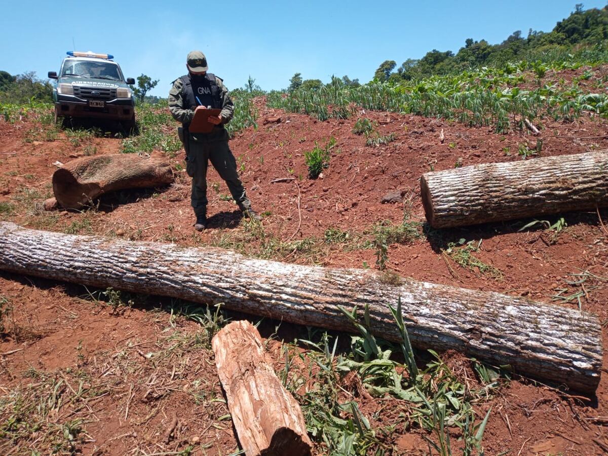Oberá: decomisan rollos de madera nativa de la especie Peteribí