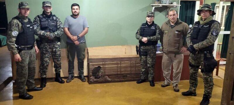 Dos de Mayo: rescatan a dos animales silvestres que se encontraban en cautiverio.