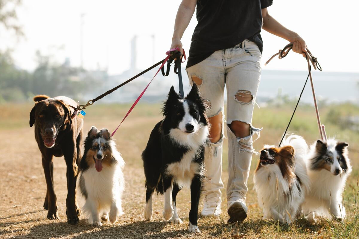 El Centro de Adopciones busca salteños para sacar a pasear a sus perros