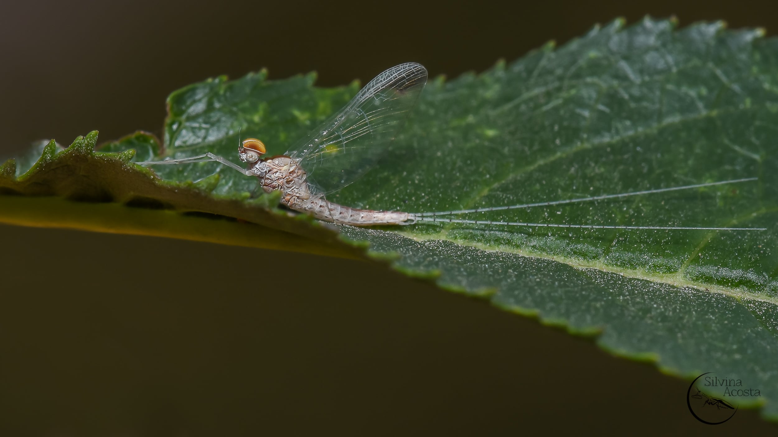 Mosca Efímera.