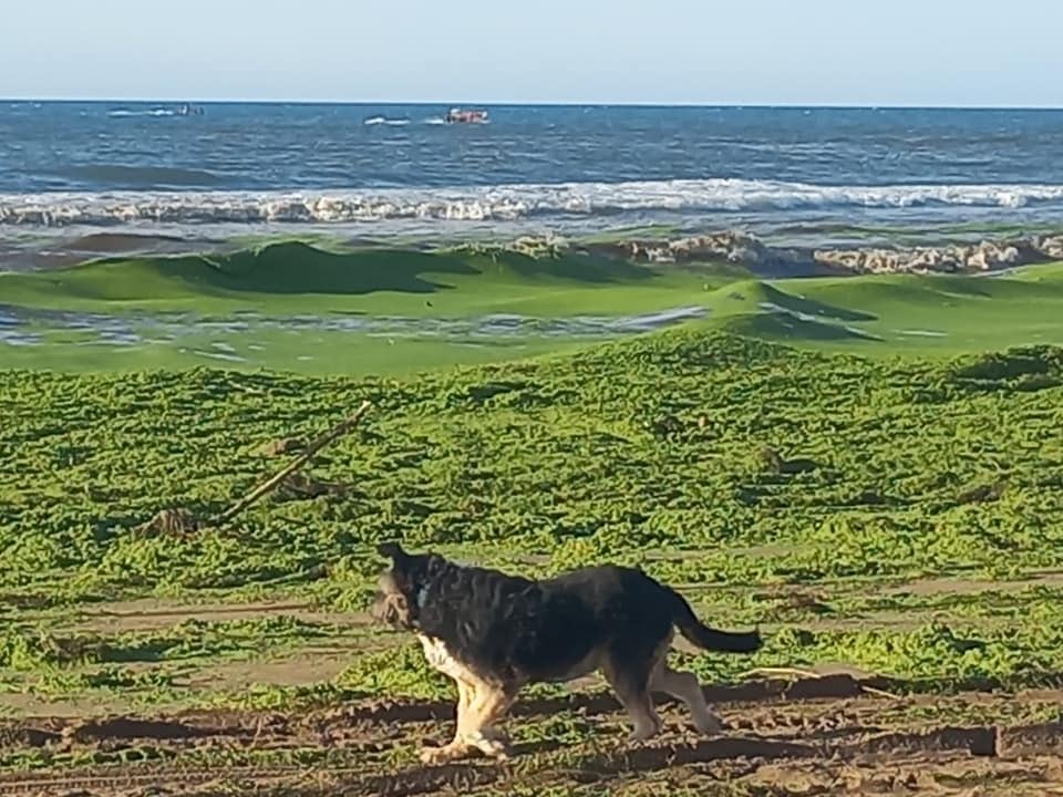 Ola Verde en las playas de Claromecó