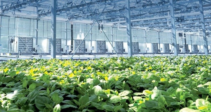 Medicago realizó una vacuna fabricada en una planta