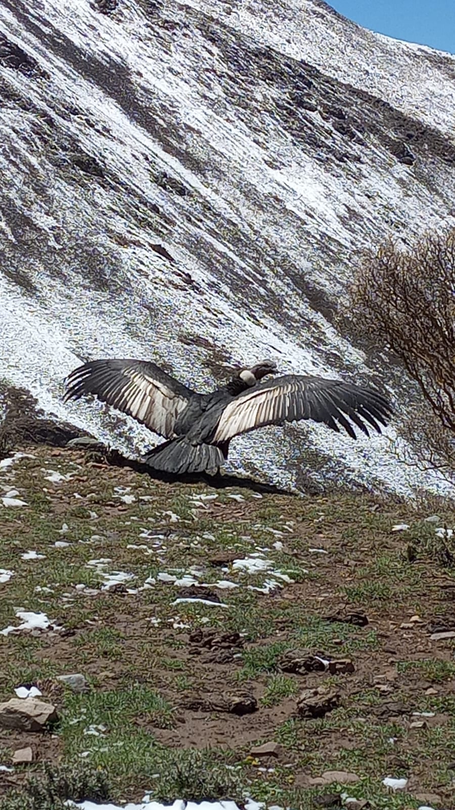 Fotos y videos: así fue la liberación de Ángel, el cóndor rescatado durante un mega operativo en Potrerillos. Foto: Gentileza Fundación Cullunche