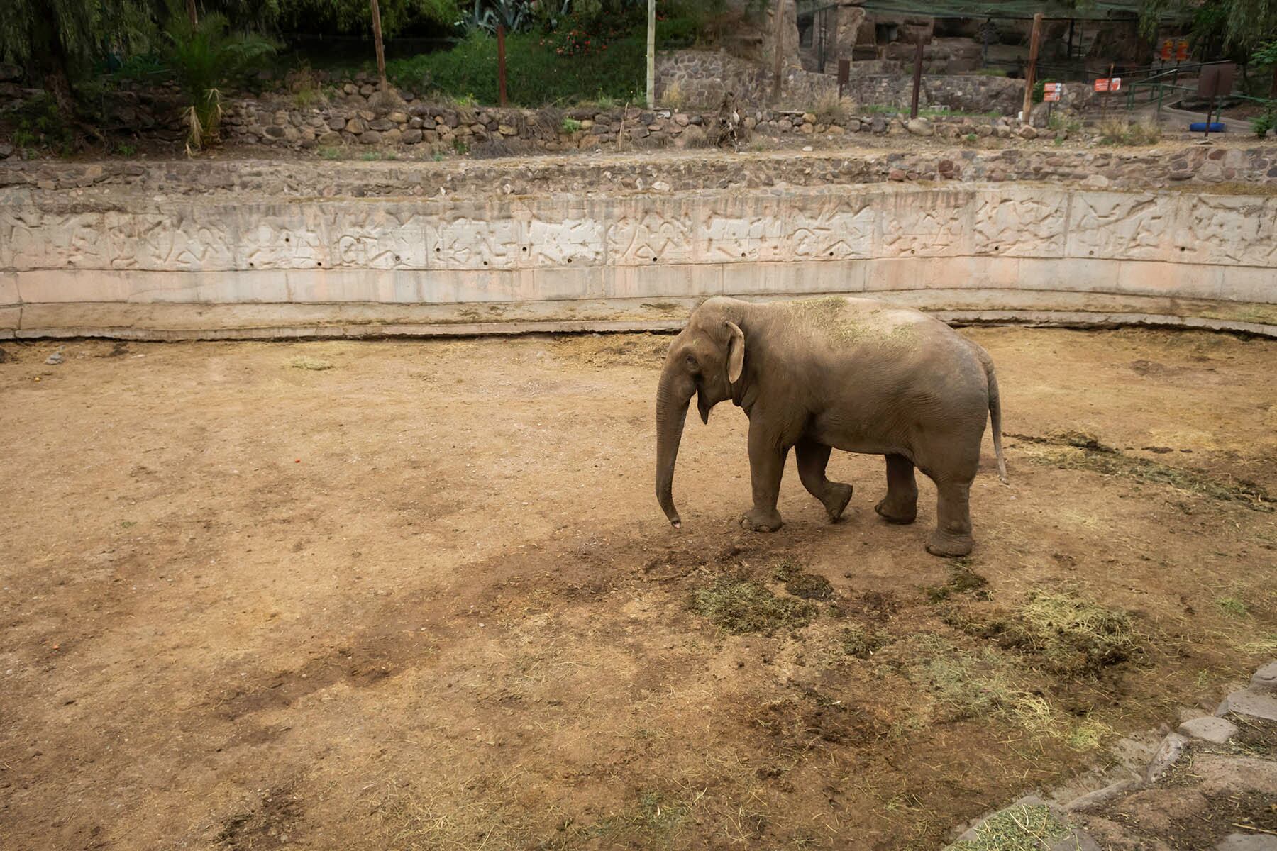 Elefante Tamy
Foto: Ignacio Blanco / Los Andes
