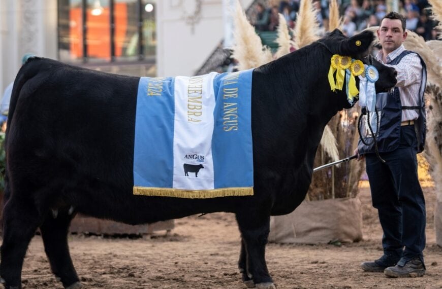 Exhibición de toros campeones en la Fiesta Provincial del Trigo