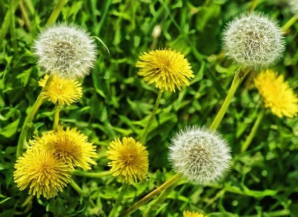 Los dientes de León son una de las plantas más conocidas en la naturaleza.