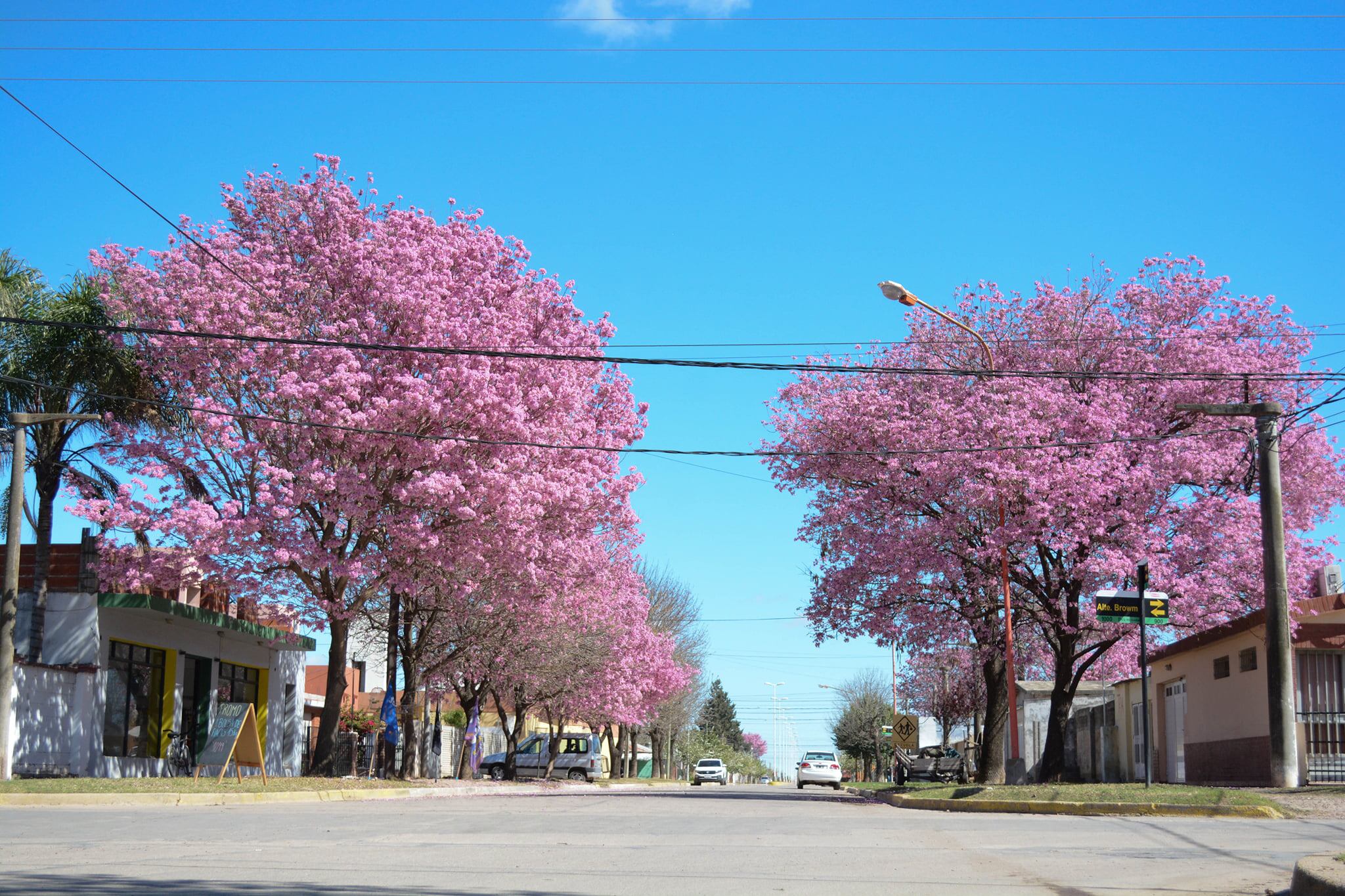 Lapachos en Brinkmann