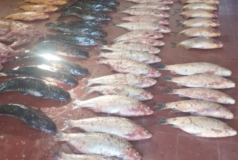 Incautan contrabando de pescados y carpinchos faenados en Cerro Azul.