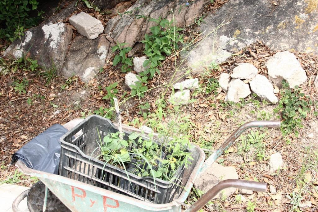 Especies nativas como enredaderas y arbustos, fueron plantados este sábado en Parque Estancia La Quinta.