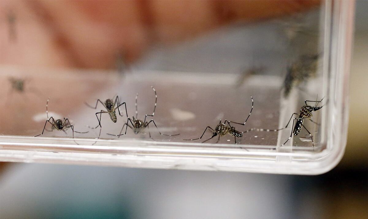 Por qué el AMBA y el Noroeste son las zonas más azotadas por el dengue: las cinco razones principales