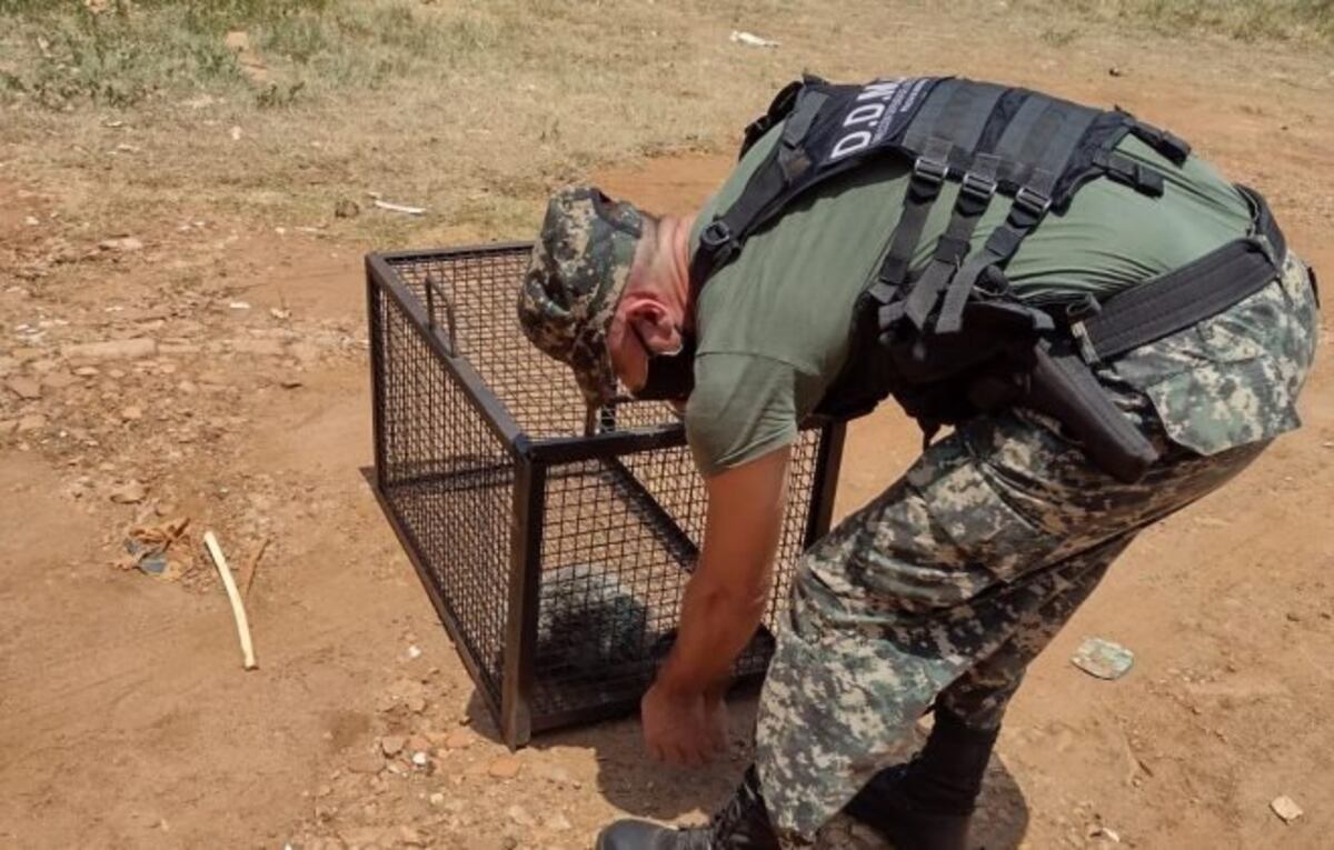 Dos ejemplares de animales salvajes fueron devueltos a su hábitat