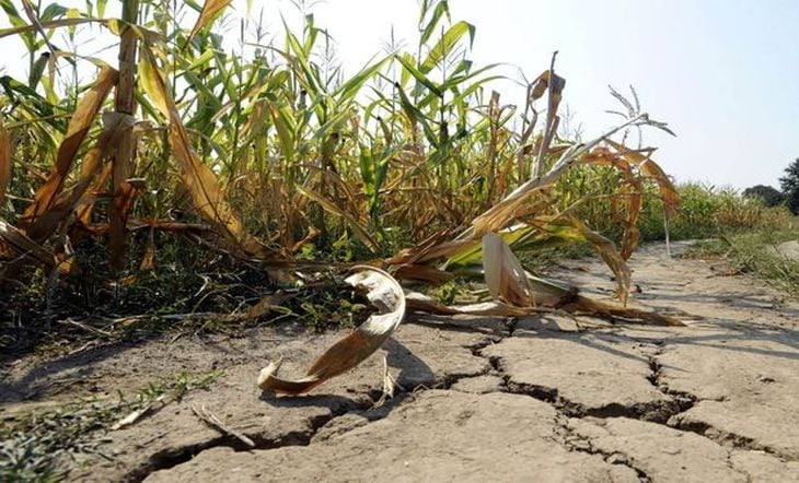 Nación declaró emergencia y desastre agropecuaria en Santa Fe.