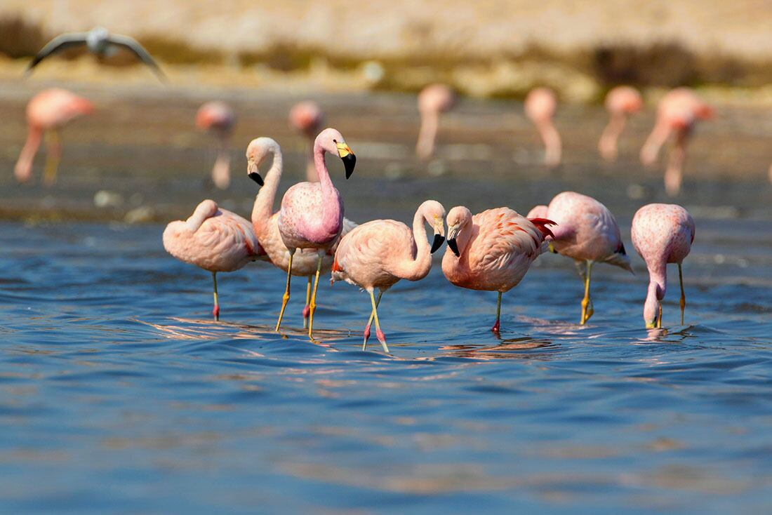 Ansenuza, en Córdoba, quiere ser un parque nacional (Foto: Agencia Córdoba Turismo)