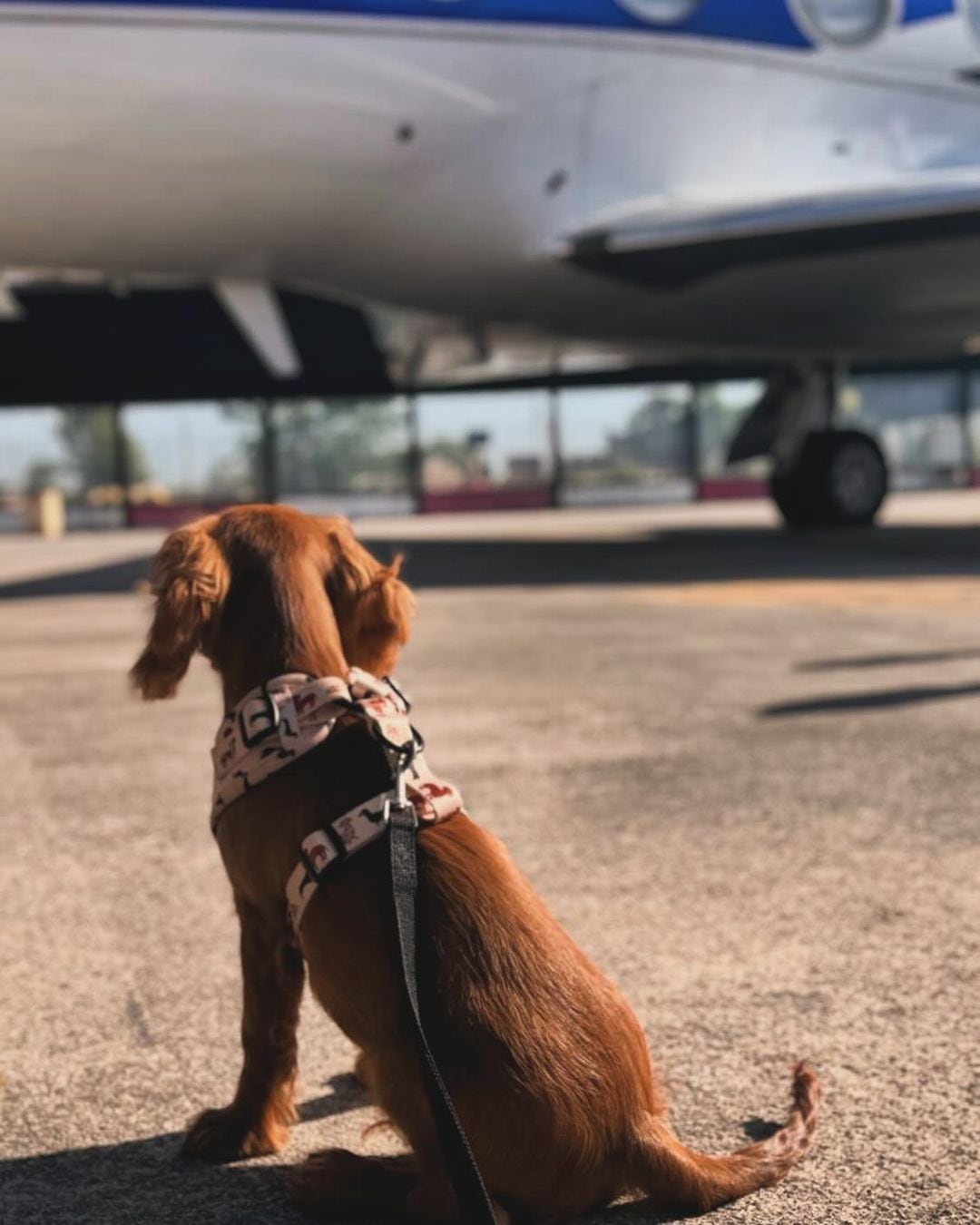 Chichi, el perro de Ángela Aguilar y Christian Nodal