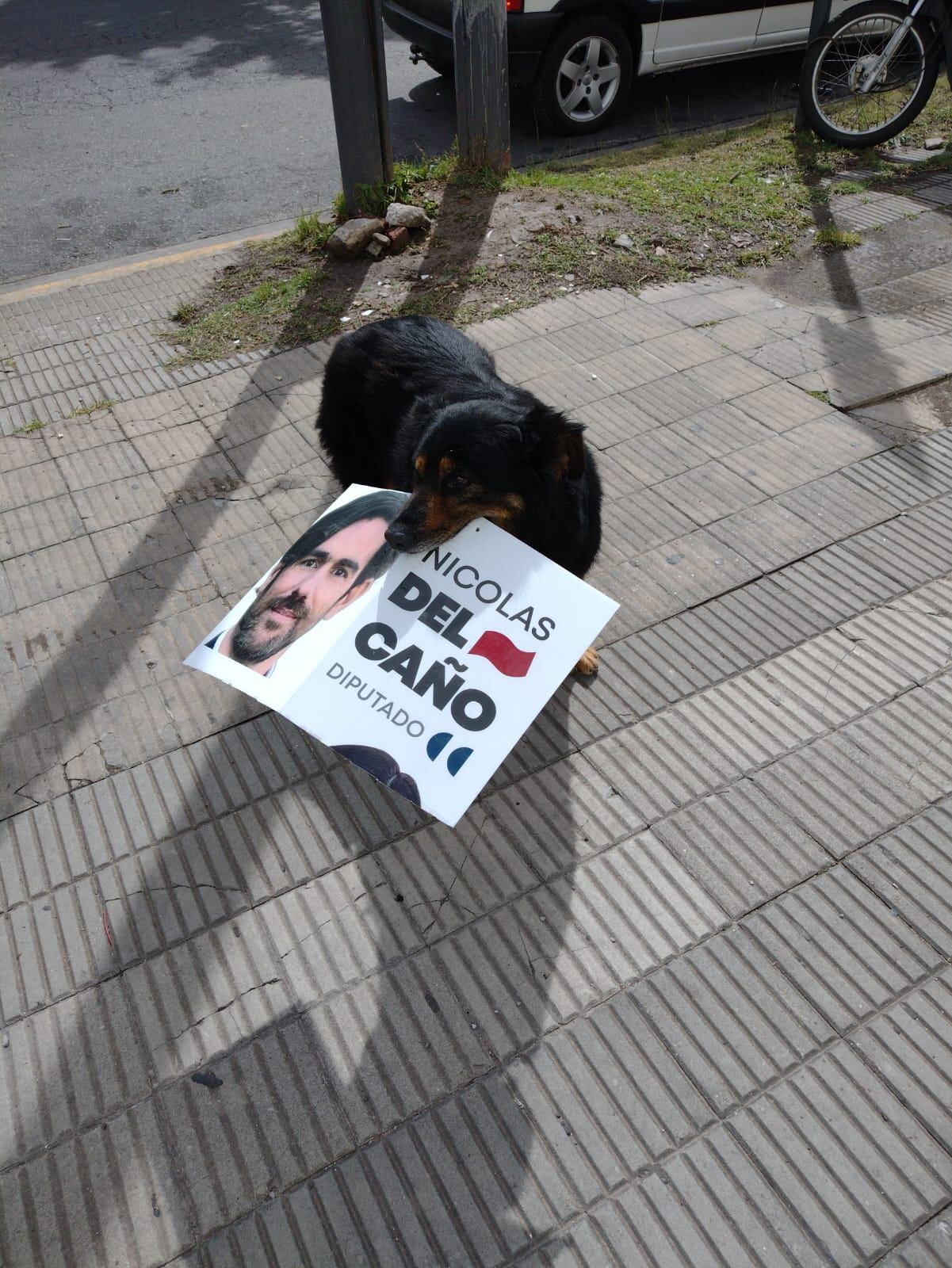 El perrito que se volvió viral en las redes.